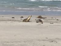 Kangaroo Island &ndash; &copy; Mareike Schmidt (Eberhardt TRAVEL)