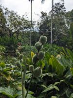 23. Botanischer Garten Singapur &ndash; &copy; Teresa Rumpel (Eberhardt TRAVEL)
