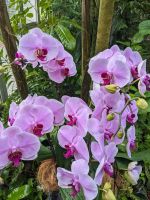 26. Botanischer Garten Singapur &ndash; &copy; Teresa Rumpel (Eberhardt TRAVEL)