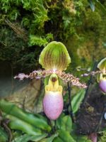 28. Botanischer Garten Singapur