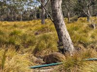 126. Cradle Mountain Nationalpark-Besuch, Tasmanien &ndash; &copy; Teresa Rumpel (Eberhardt TRAVEL)