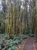 147. Nelson Falls, Tasmanien &ndash; &copy; Teresa Rumpel (Eberhardt TRAVEL)