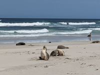 226. Seal Bay, Kangeroo Island, Australien &ndash; &copy; Teresa Rumpel (Eberhardt TRAVEL)