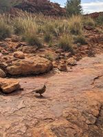 369. Kings Canyon Canyon Walk, Kings Canyon, Outback, Australien &ndash; &copy; Teresa Rumpel (Eberhardt TRAVEL)