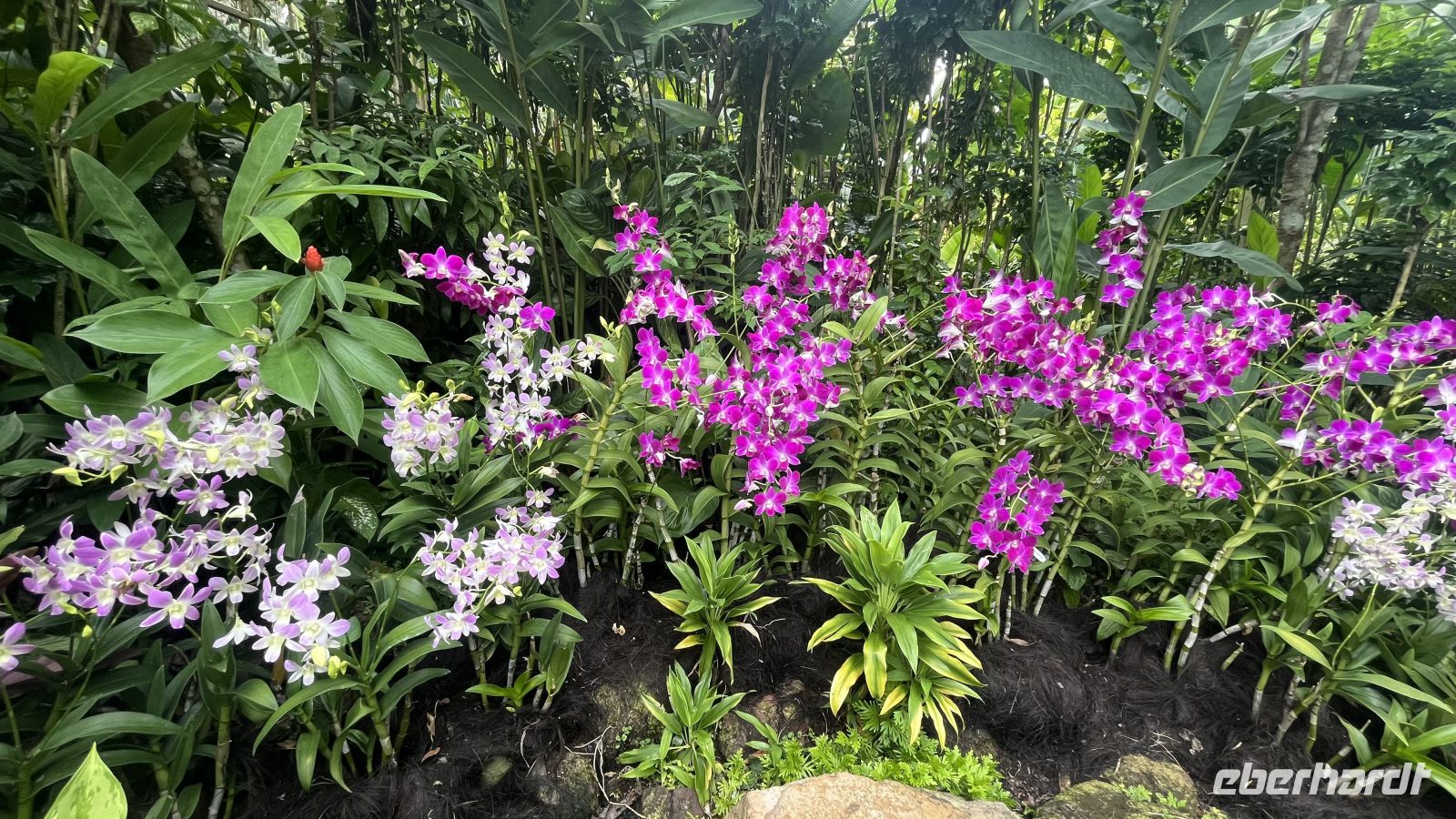 Orchideengarten &ndash; &copy; Valentin Meyer-Plath (Eberhardt TRAVEL)