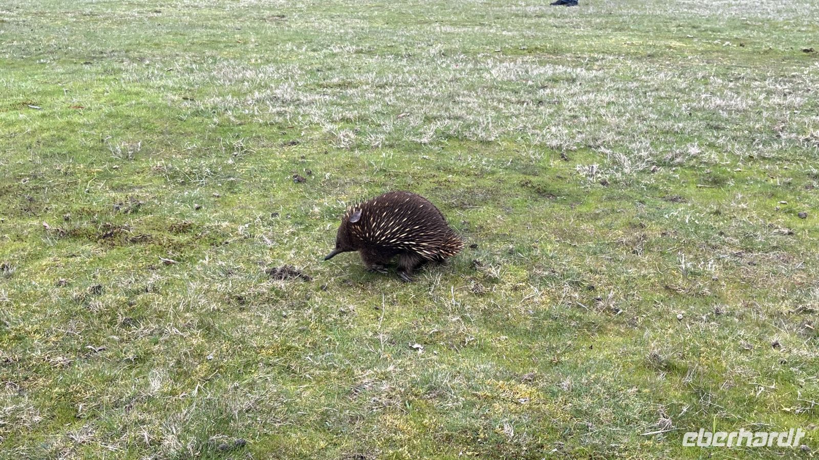Echidna &ndash; &copy; Valentin Meyer-Plath (Eberhardt TRAVEL)