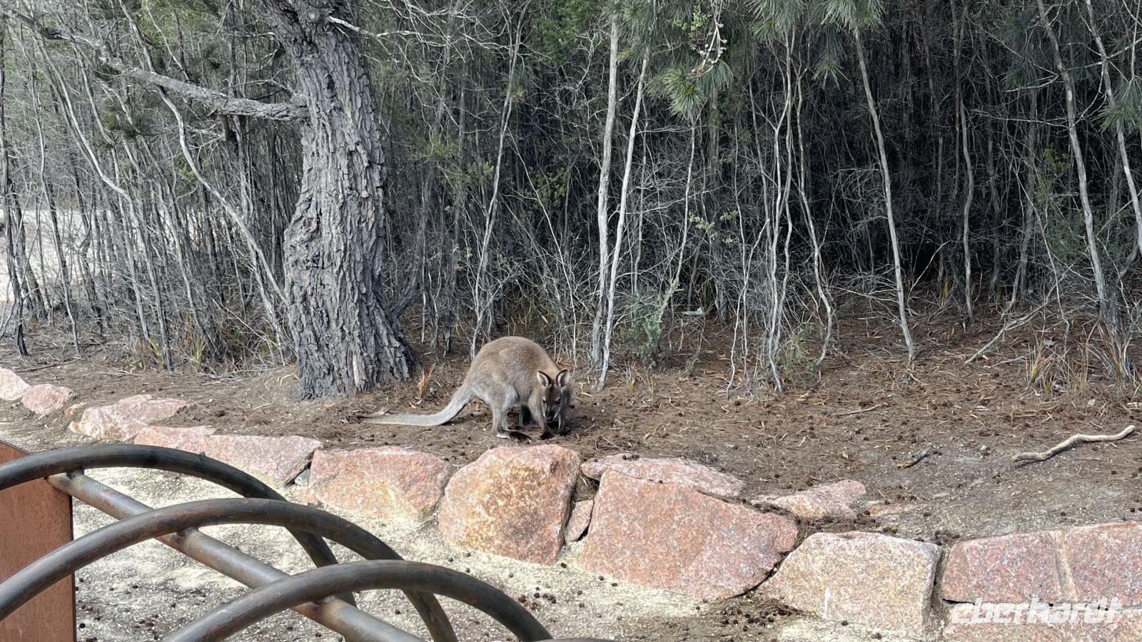 Wallaby &ndash; &copy; Valentin Meyer-Plath (Eberhardt TRAVEL)