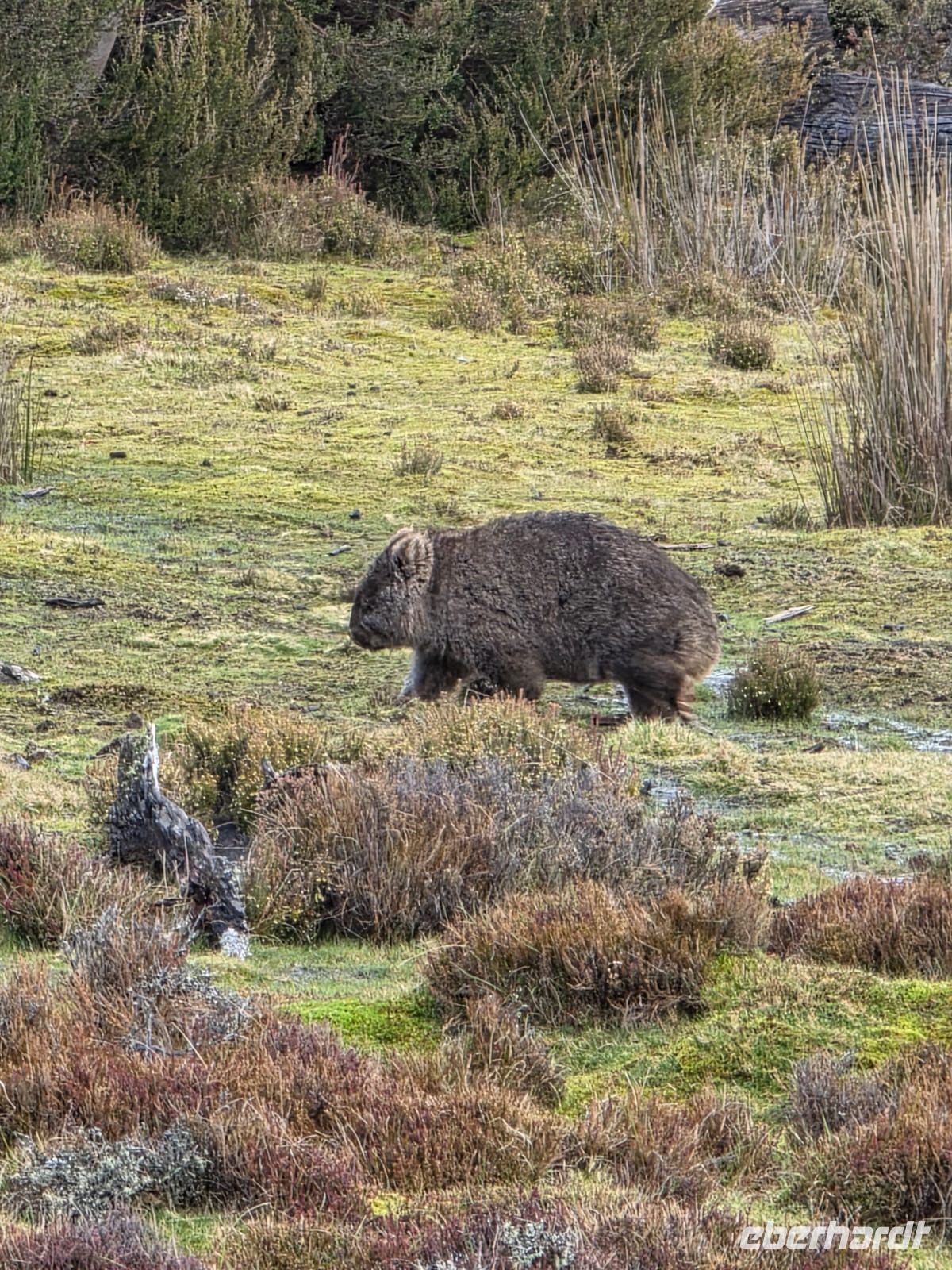 Wombat &ndash; &copy; Valentin Meyer-Plath (Eberhardt TRAVEL)
