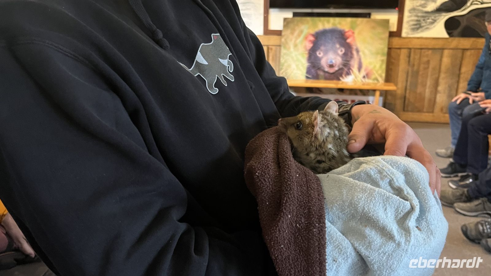 Spotted Tail Quoll &ndash; &copy; Valentin Meyer-Plath (Eberhardt TRAVEL)