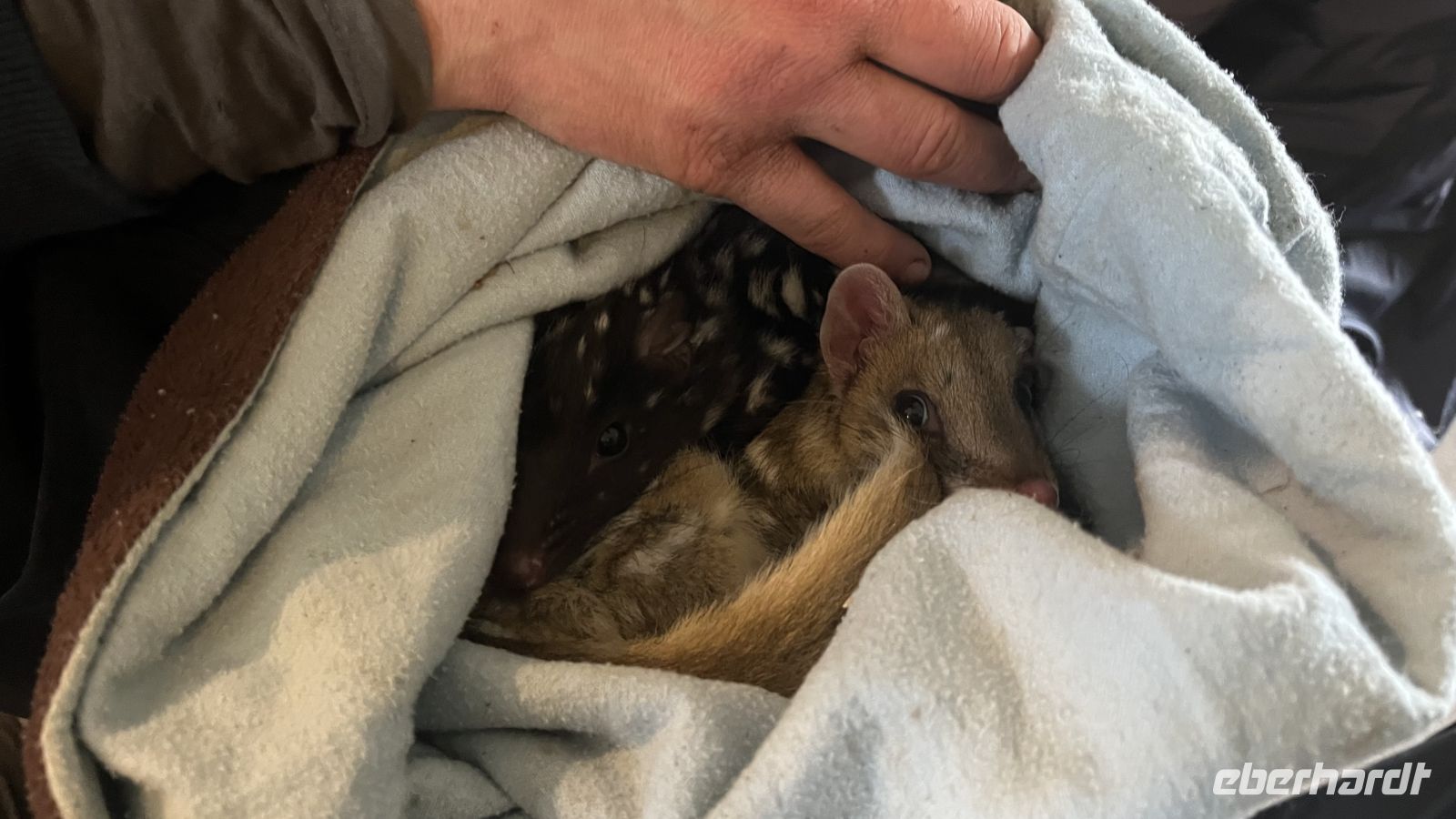 Spotted Tail Quoll &ndash; &copy; Valentin Meyer-Plath (Eberhardt TRAVEL)