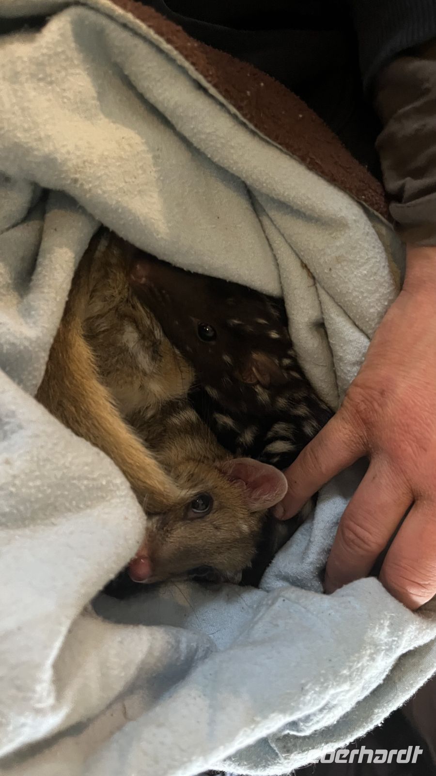 Spotted Tail Quoll &ndash; &copy; Valentin Meyer-Plath (Eberhardt TRAVEL)