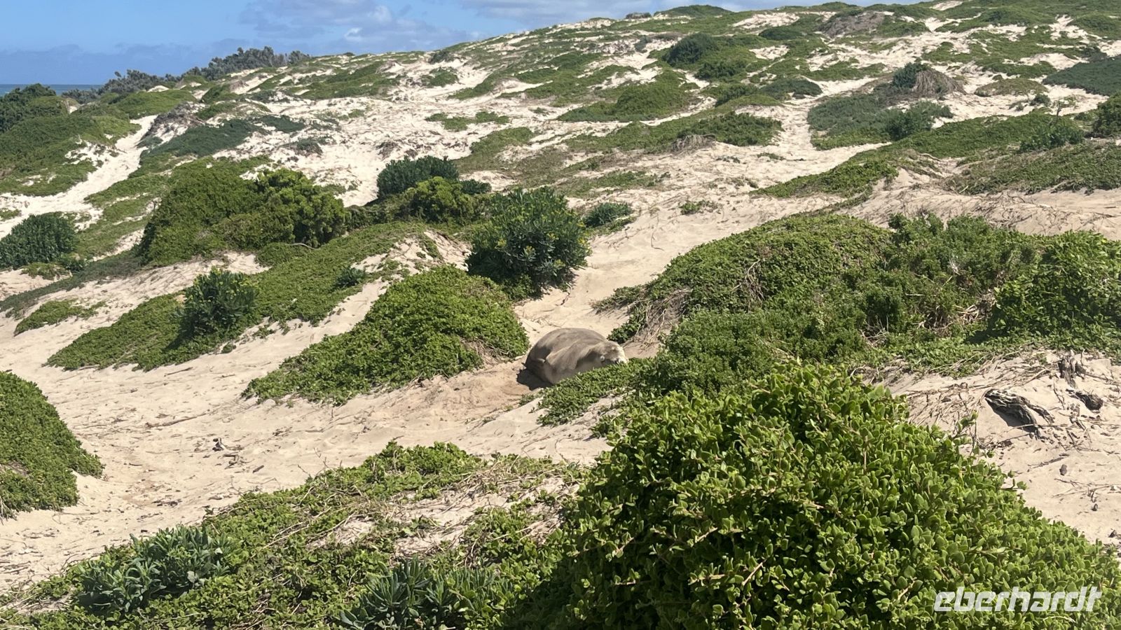 Seal Bay &ndash; &copy; Valentin Meyer-Plath (Eberhardt TRAVEL)