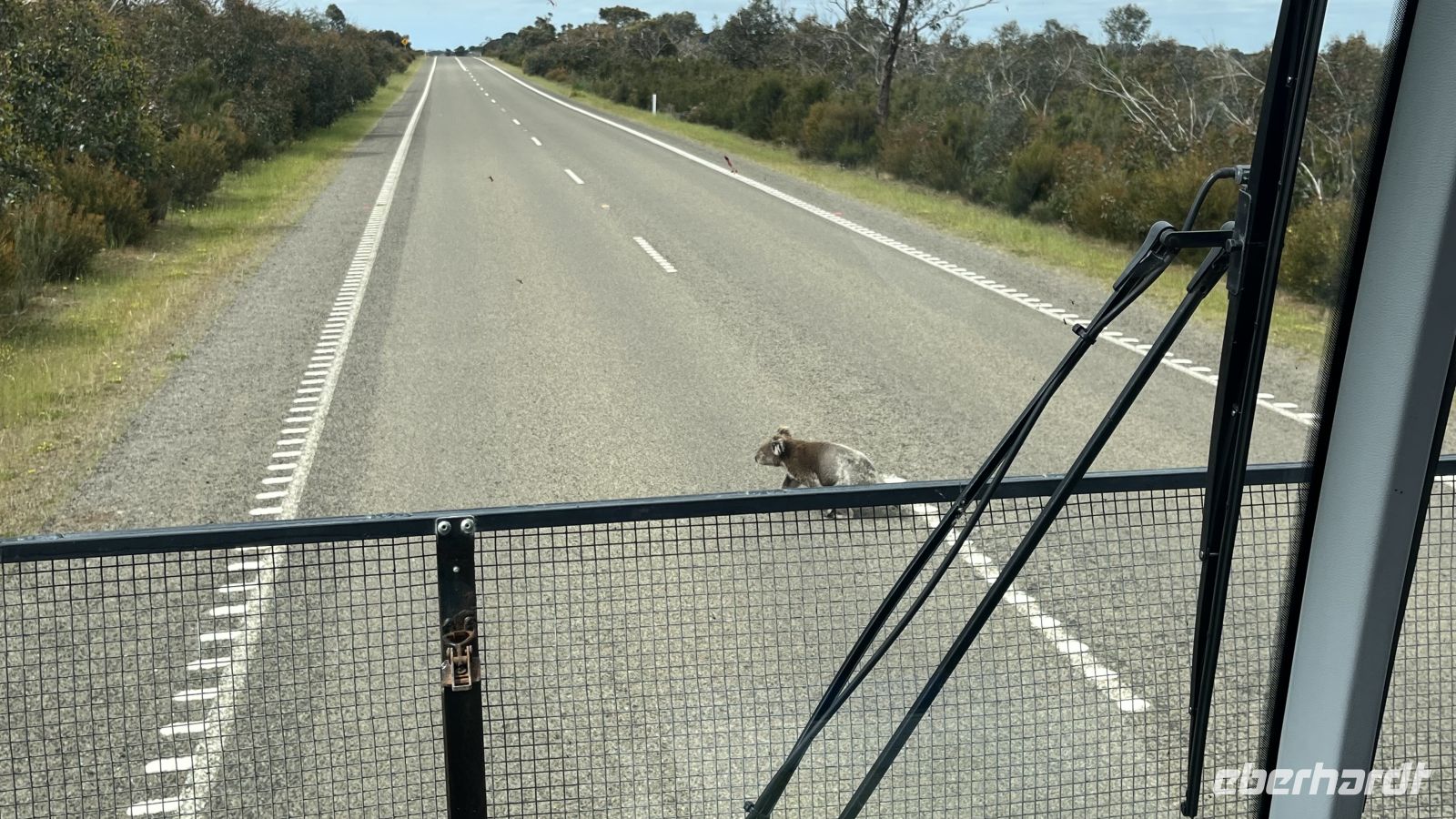 Koala &ndash; &copy; Valentin Meyer-Plath (Eberhardt TRAVEL)