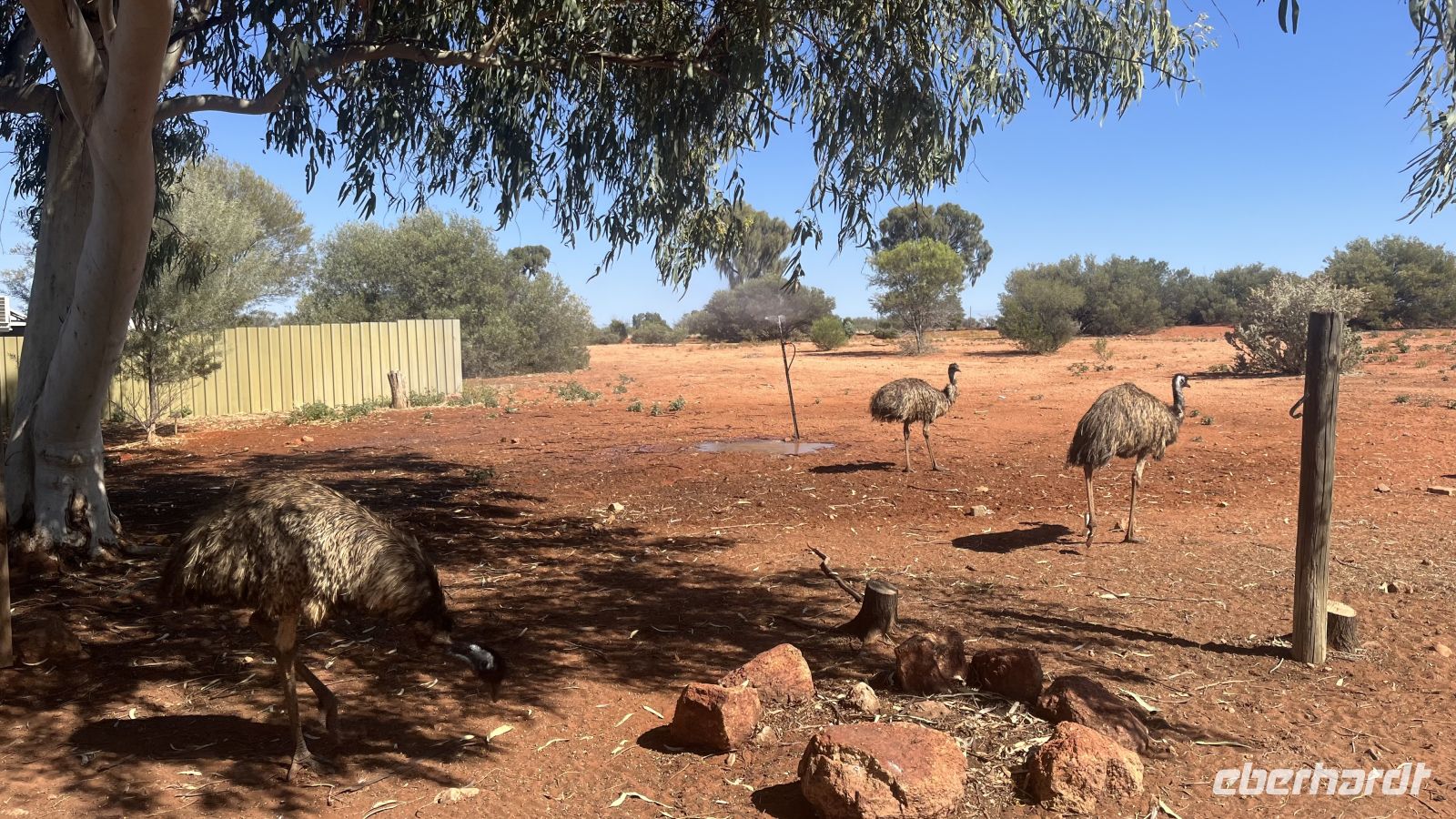 Emu &ndash; &copy; Valentin Meyer-Plath (Eberhardt TRAVEL)