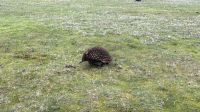 Echidna &ndash; &copy; Valentin Meyer-Plath (Eberhardt TRAVEL)