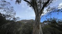 Eukalyptus &ndash; &copy; Valentin Meyer-Plath (Eberhardt TRAVEL)