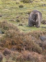 Wombat &ndash; &copy; Valentin Meyer-Plath (Eberhardt TRAVEL)