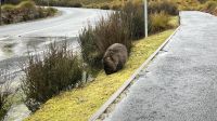 Wombat &ndash; &copy; Valentin Meyer-Plath (Eberhardt TRAVEL)