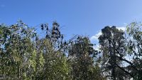Flughunde im Botanischen Garten Adelaide &ndash; &copy; Valentin Meyer-Plath (Eberhardt TRAVEL)
