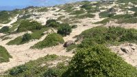 Seal Bay &ndash; &copy; Valentin Meyer-Plath (Eberhardt TRAVEL)