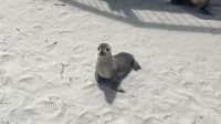 Seal Bay &ndash; &copy; Valentin Meyer-Plath (Eberhardt TRAVEL)