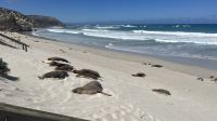 Seal Bay &ndash; &copy; Valentin Meyer-Plath (Eberhardt TRAVEL)