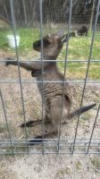 Baby Känguru (Joey) &ndash; &copy; Valentin Meyer-Plath (Eberhardt TRAVEL)