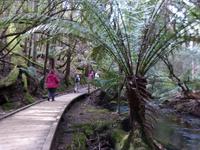 029.Mt.Field NP &ndash; &copy; Maria Michel (Eberhardt TRAVEL)