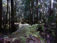 030.Mt.Field NP &ndash; &copy; Maria Michel (Eberhardt TRAVEL)