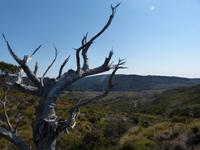126.Cradle Mountain NP &ndash; &copy; Maria Michel (Eberhardt TRAVEL)