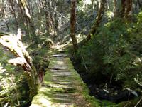 152.Cradle Mountain NP-Speeler Track &ndash; &copy; Maria Michel (Eberhardt TRAVEL)