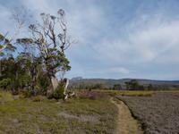 158.Cradle Mountain NP-Speeler Track &ndash; &copy; Maria Michel (Eberhardt TRAVEL)