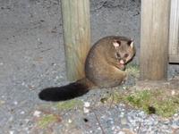 168.Cradle Mountain-Opossum &ndash; &copy; Maria Michel (Eberhardt TRAVEL)