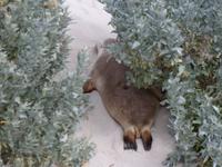 194.Seal Bay-Kangaroo Island &ndash; &copy; Maria Michel (Eberhardt TRAVEL)