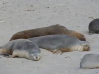 197.Seal Bay-Kangaroo Island &ndash; &copy; Maria Michel (Eberhardt TRAVEL)