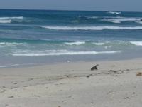205.Seal Bay-Kangaroo Island &ndash; &copy; Maria Michel (Eberhardt TRAVEL)