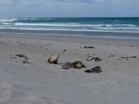 208.Seal Bay-Kangaroo Island &ndash; &copy; Maria Michel (Eberhardt TRAVEL)