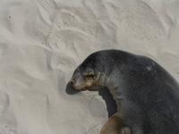 212.Seal Bay-Kangaroo Island &ndash; &copy; Maria Michel (Eberhardt TRAVEL)