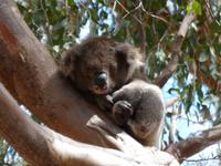 213.Koala-Kangaroo Island &ndash; &copy; Maria Michel (Eberhardt TRAVEL)