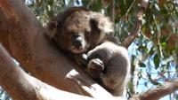 214.Koala-Kangaroo Island &ndash; &copy; Maria Michel (Eberhardt TRAVEL)