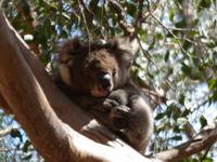 217.Koala-Kangaroo Island &ndash; &copy; Maria Michel (Eberhardt TRAVEL)