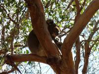 218.Koala-Kangaroo Island &ndash; &copy; Maria Michel (Eberhardt TRAVEL)