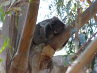 221.Koala-Kangaroo Island &ndash; &copy; Maria Michel (Eberhardt TRAVEL)