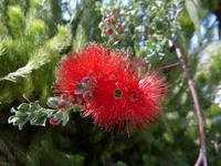 263.Kings Park-Perth &ndash; &copy; Maria Michel (Eberhardt TRAVEL)