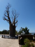 266.Flaschenhals-baum-Perth &ndash; &copy; Maria Michel (Eberhardt TRAVEL)