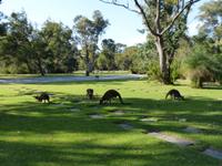 291.Kangurus &ndash; &copy; Maria Michel (Eberhardt TRAVEL)