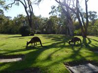 293.Kangurus &ndash; &copy; Maria Michel (Eberhardt TRAVEL)