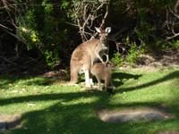 297.Kangurus &ndash; &copy; Maria Michel (Eberhardt TRAVEL)