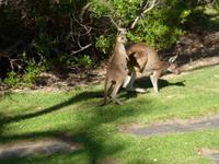 298.Kangurus &ndash; &copy; Maria Michel (Eberhardt TRAVEL)