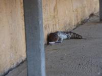 326.Blauzungenskink &ndash; &copy; Maria Michel (Eberhardt TRAVEL)